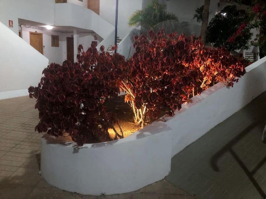 Apartamento Lucia Garden City Con Piscina Climatizada Playa Fanabe Exterior photo